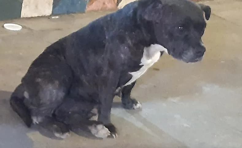 Negra, perra mestiza negra con el pecho blanco, sentada en el patio.